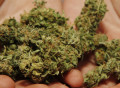 A Boulder County Caregivers employee holds a handful of marijuana at the dispensary in Boulder, Colo. on Friday, July 24, 2009. Sixteen glass jars of marijuana are lined up behind the counter with names like Skinny Pineapple and Early Pearl Maui, ranging from $375 to $420 an ounce.  It's all legal and it's all taxed. But this marijuana dispensary and nearly 60 others that are serving a growing number of medical marijuana users operate with little oversight by state or local authorities. (AP Photo/Ed Andrieski)