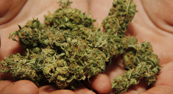 A Boulder County Caregivers employee holds a handful of marijuana at the dispensary in Boulder, Colo. on Friday, July 24, 2009. Sixteen glass jars of marijuana are lined up behind the counter with names like Skinny Pineapple and Early Pearl Maui, ranging from $375 to $420 an ounce.  It's all legal and it's all taxed. But this marijuana dispensary and nearly 60 others that are serving a growing number of medical marijuana users operate with little oversight by state or local authorities. (AP Photo/Ed Andrieski)