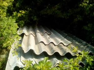 IMG-20170623-WA0001_resized