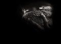 Giovanni Izzo per imbavagliati
festival inetrnazionale dil giornalismo civile terza edizione museo PAN Napoli 20 settembre 2017
copyright foto Giovanni Izzo