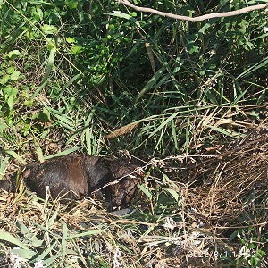 1 agosto 22 vitellini canale fiumarella 4 (2)